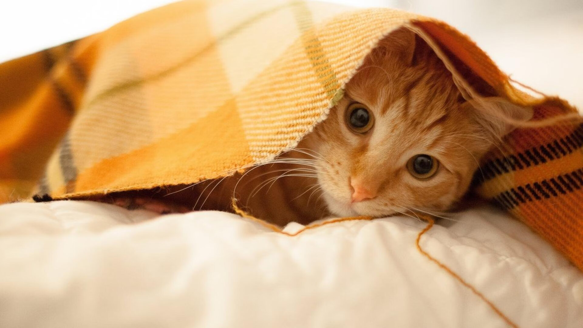 MILANSPORT入口-体育新闻中心推进体育影像档案管理系统建设，体育档案目录