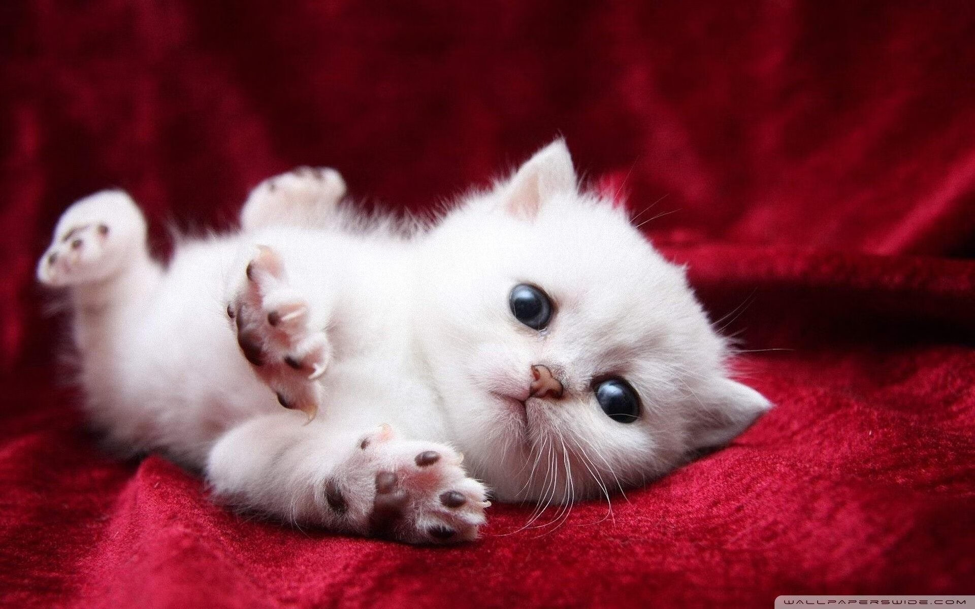 米兰登录入口-团体赛制下的澳大利亚队：挑战强队的关键战略选择，澳大利亚队战绩