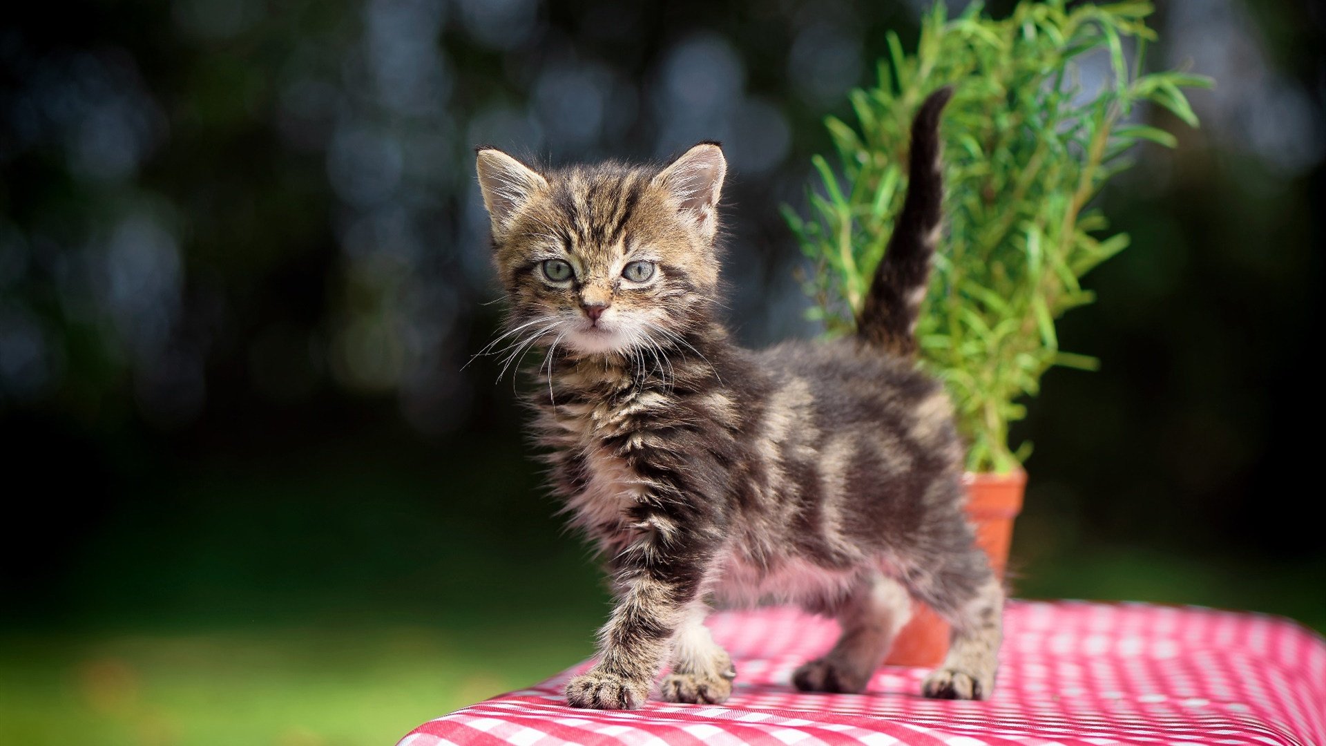 米兰登录入口-国际热身赛中国女足逆袭 球员发挥备受肯定，国足热身赛比赛结果