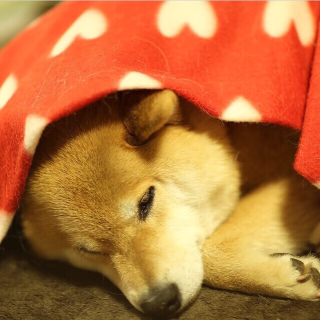 -节奏快的球队如何维持第四节体能，节奏感运球