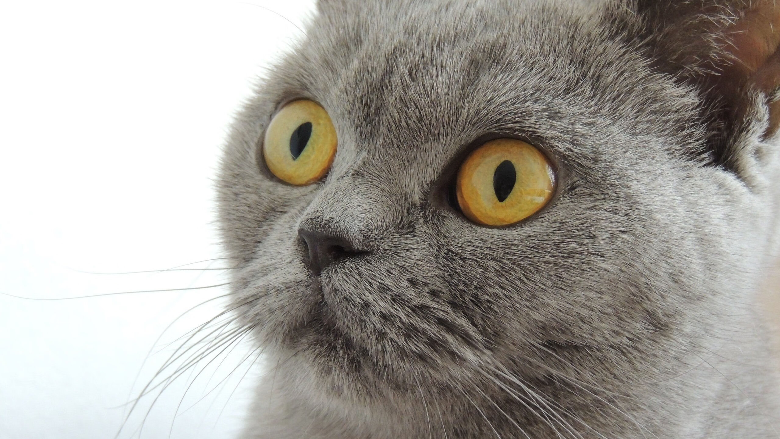 米兰登录入口-世界杯历史最佳教练名单盘点，历届世界杯最佳新人