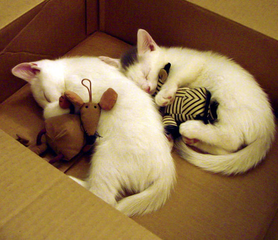 Milan Sports-中国足球俱乐部青少年人才培养效果显著，中国青少年足球俱乐部排名