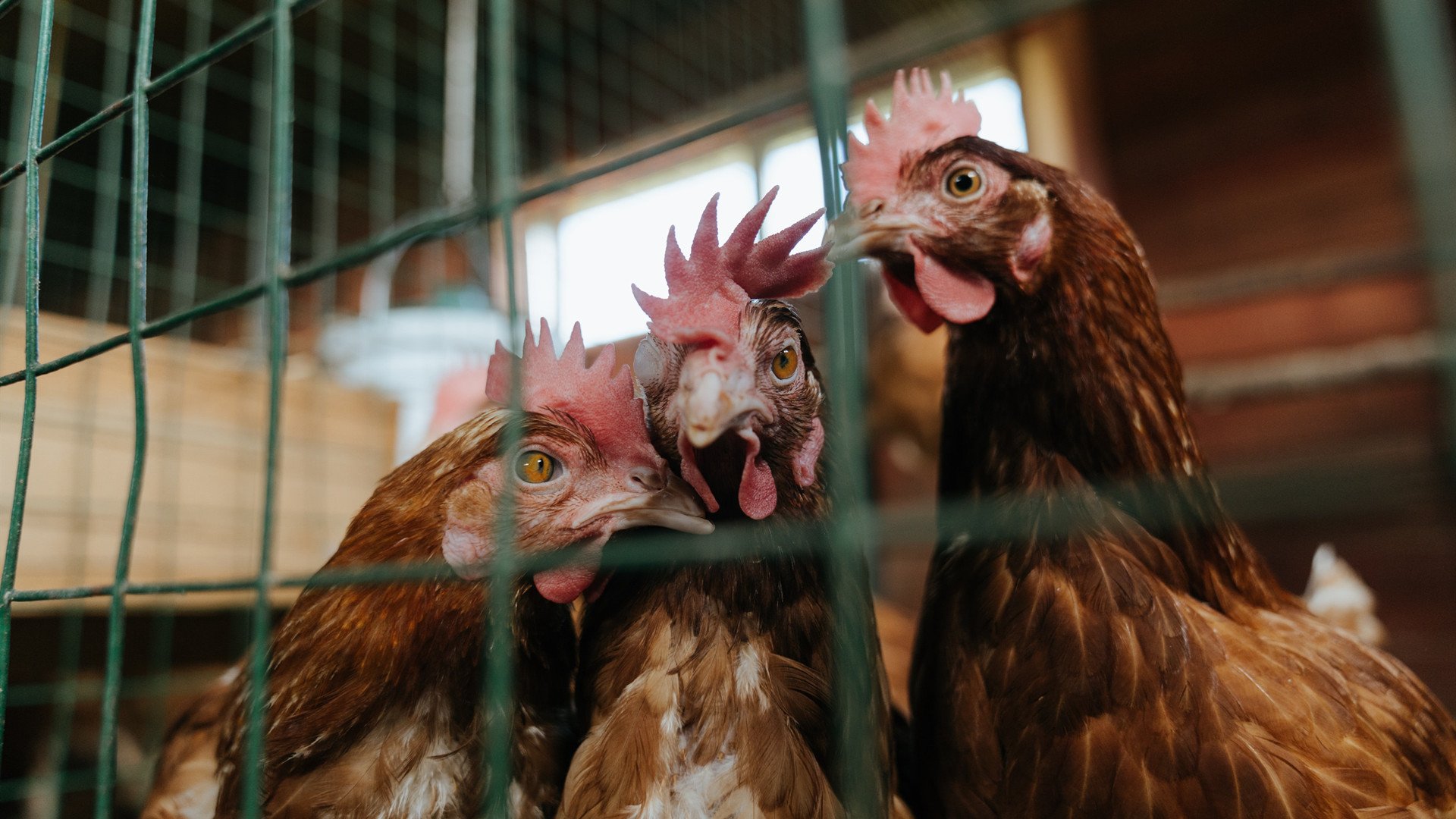 MILANSPORT下载-全黑队传球与突破一气呵成,敌方防线被频频突破,全黑队战舞