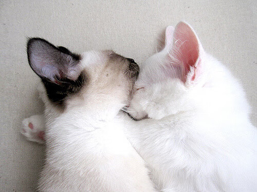 Milan Sports-斯洛伐克女篮在欧洲预赛中表现优异,战略布局逐步成熟,斯洛伐克欧洲杯预选赛比赛结果