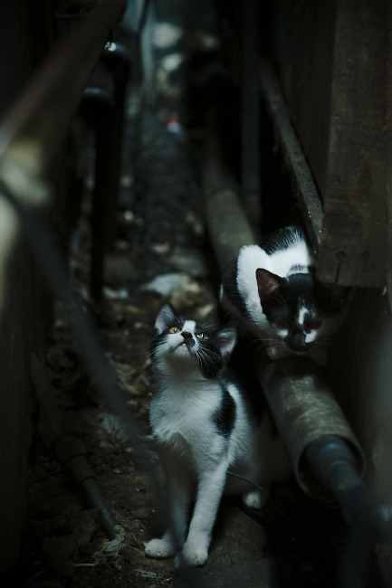 米兰登录入口-球员心理状态稳定,抗压能力突出,nba心理素质强的球员