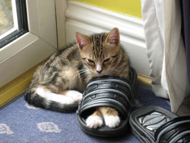 米兰体育APP-皮特·卡普尔的爆发力和技巧为袋鼠队创造了更多反击机会,卡尔皮纳袋鼠