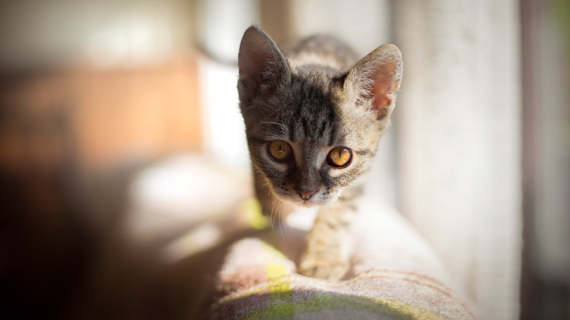 米兰登录入口-萨尔瓦多男篮在中美洲锦标赛中夺冠，彰显潜力