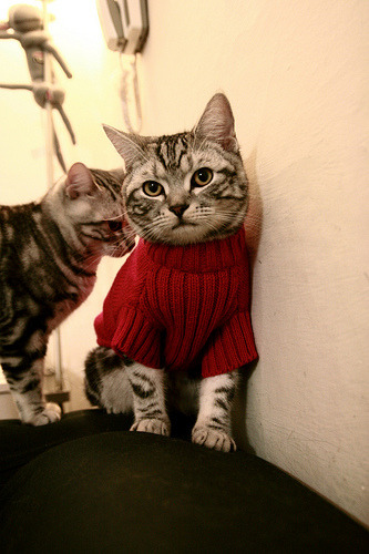 米兰体育-跳水团队配合默契摩纳哥获佳绩，摩洛哥跳水